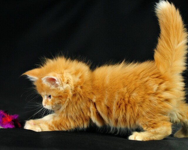 Обои 2025-12-19 №77577