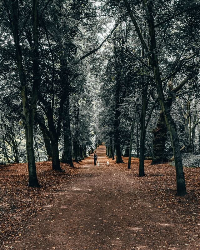 Обои 2025-12-21 №77712