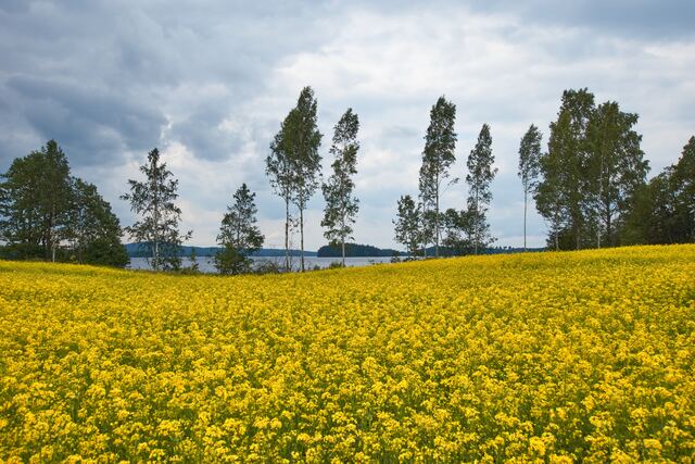 Обои 2025-12-25 №78048