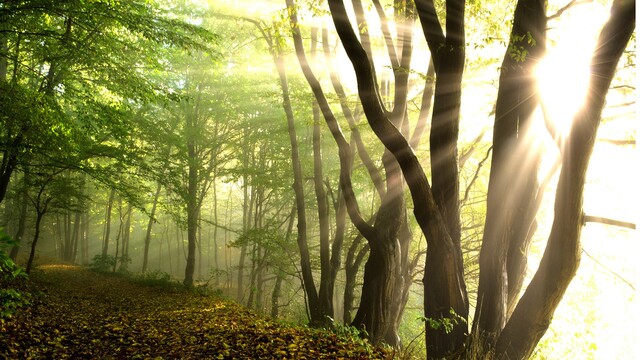 Обои 2025-12-26 №78108