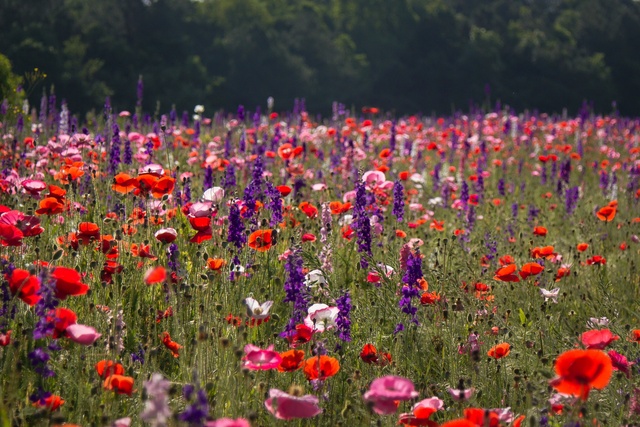 Обои 2025-12-26 №78136