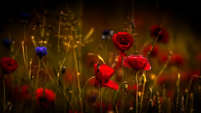 Обои 2025-12-27 №78164