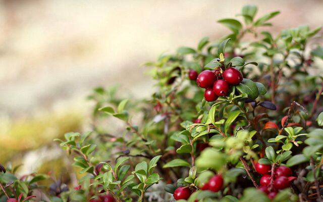 Обои 2025-12-27 №78179