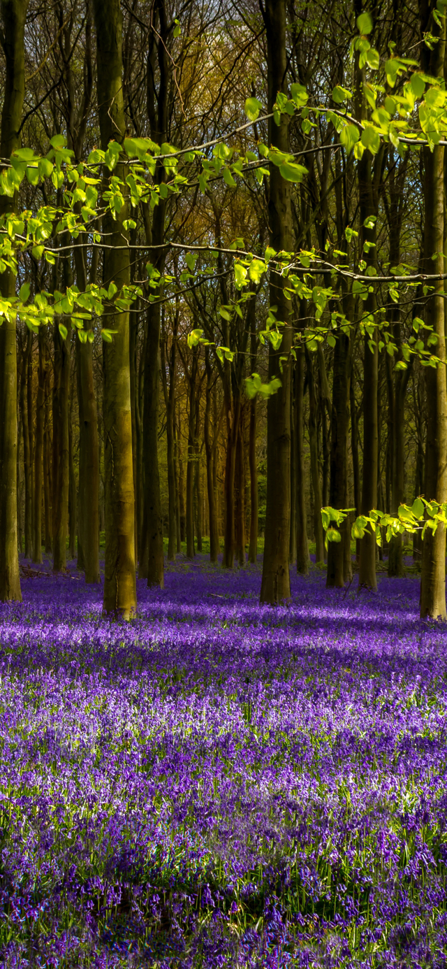 Обои 2025-12-27 №78236