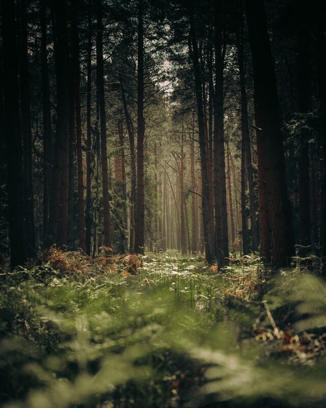 Обои 2025-12-29 №78364