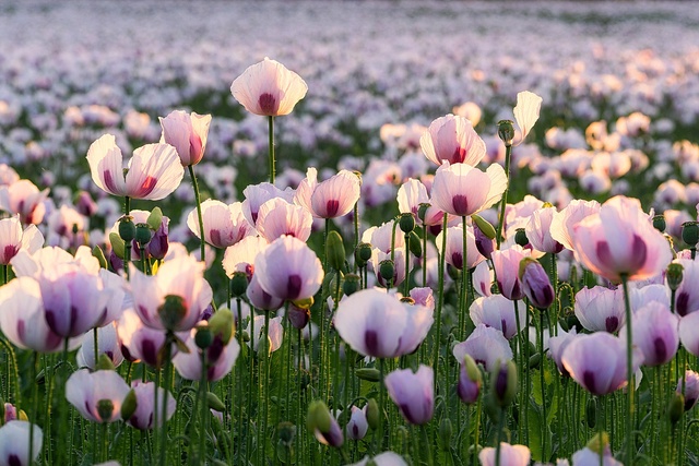 Обои 2025-12-30 №78462