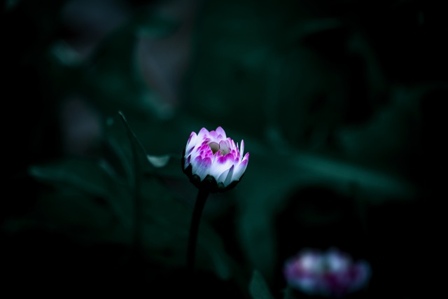 Обои 2025-12-30 №78485