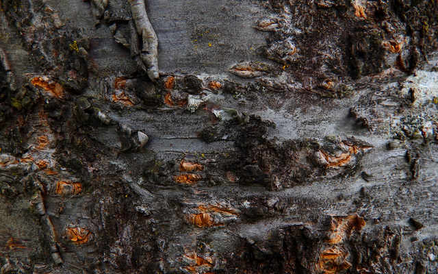 Обои 2025-12-31 №78565