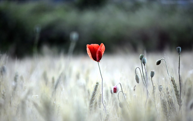 Обои 2026-01-01 №78596