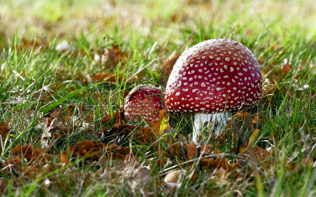 Обои 2026-01-02 №78720