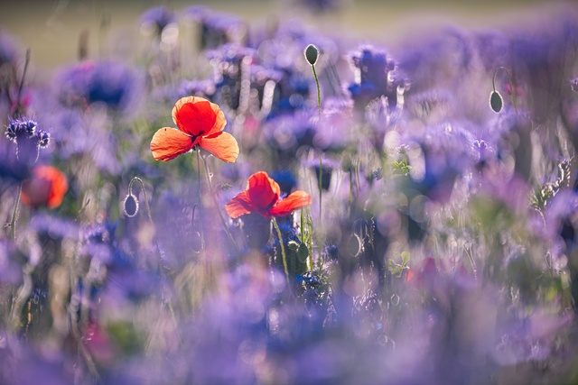 Обои 2026-01-05 №78875