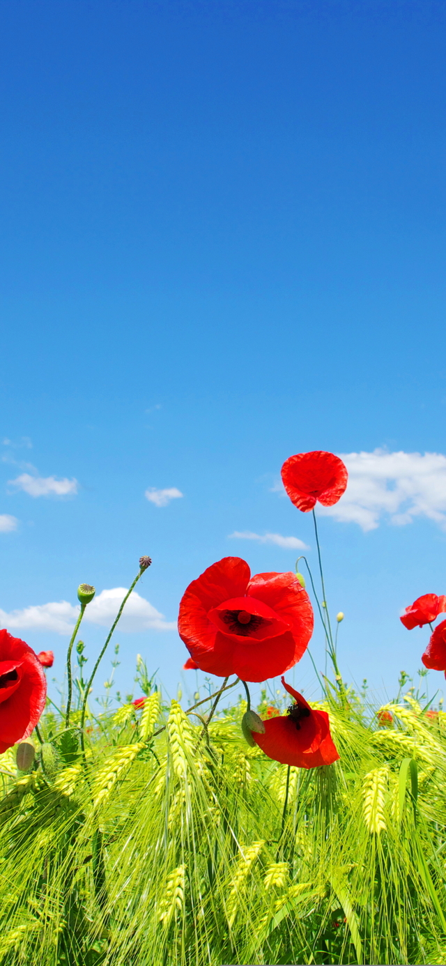 Обои 2026-01-06 №78989