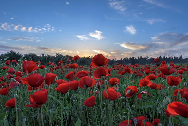 Обои 2026-01-08 №79126