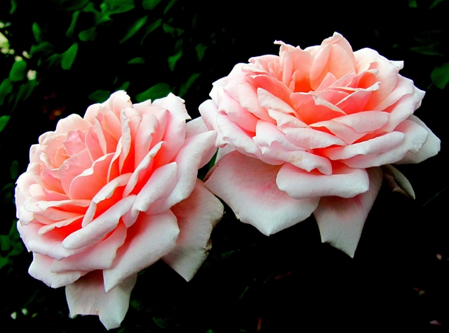 Обои 2026-01-09 №79193