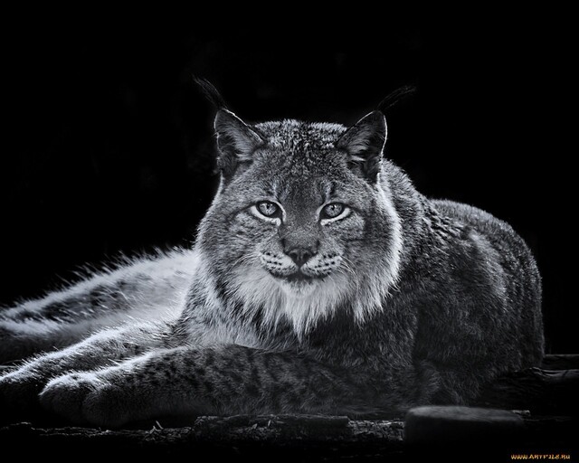 Обои 2026-01-10 №79259