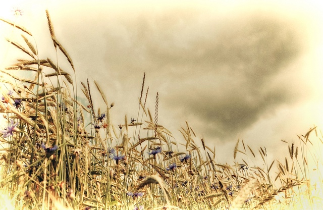 Обои 2026-01-10 №79266