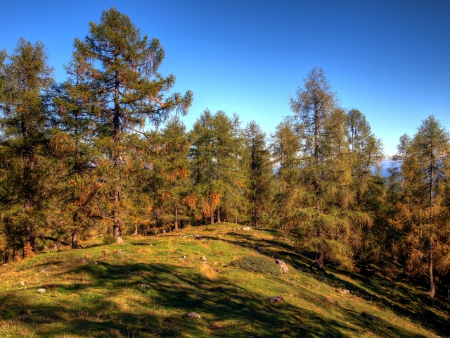 Обои 2026-01-12 №79465