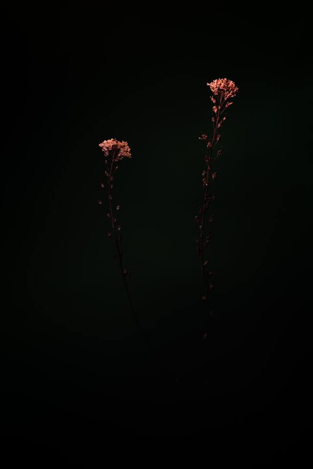 Обои 2026-02-18 №80232