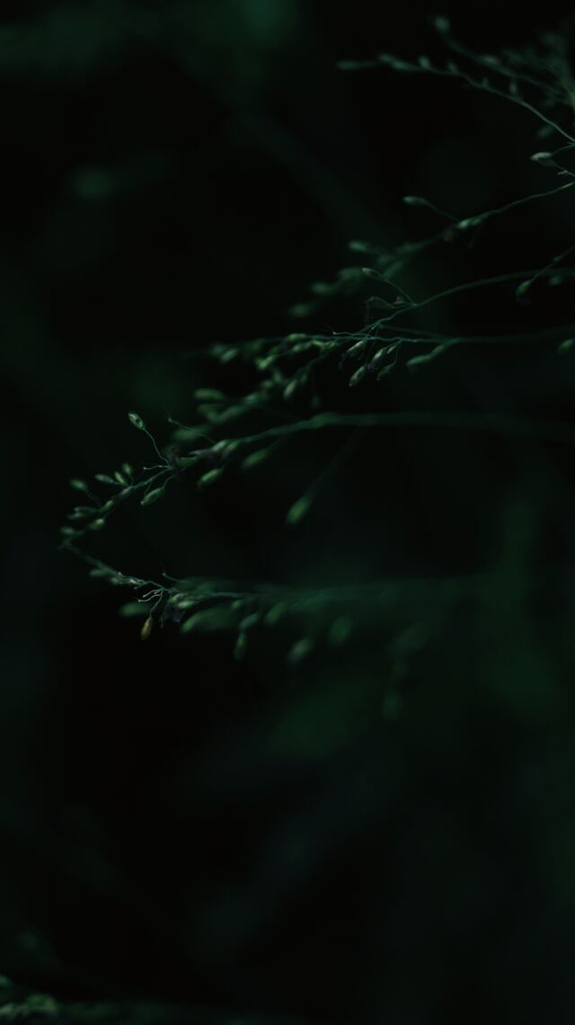 Обои 2026-03-21 №81550