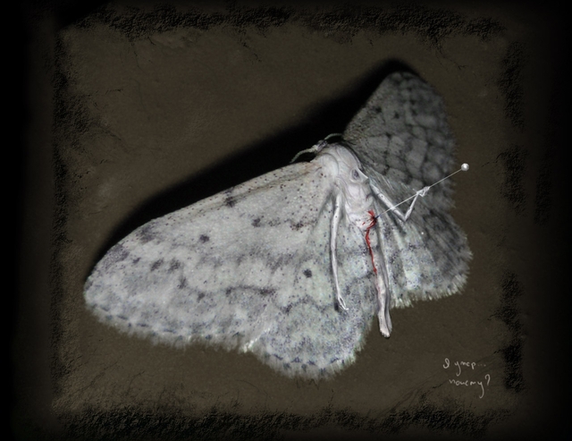 Обои 2026-03-22 №81593