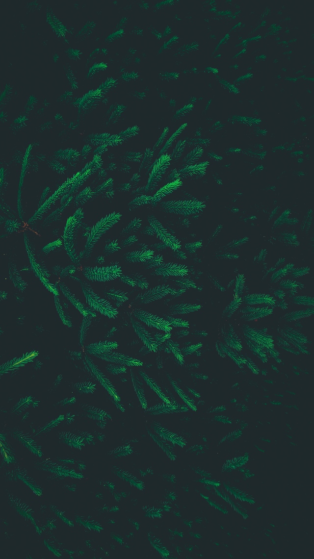 Обои 2026-03-27 №81809