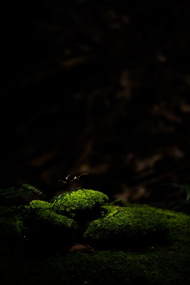 Обои 2026-04-06 №82237