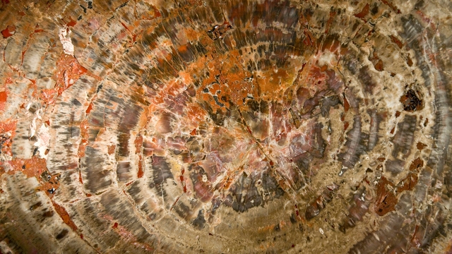 Обои 2026-04-21 №82890