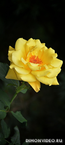 Обои 2026-03-06 №80860