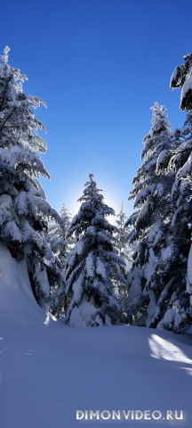 Обои 2026-03-30 №81956